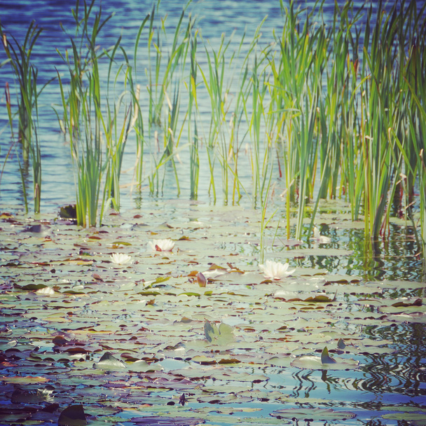 Instagram rybník s liliemi - Fotografie, Obrázek