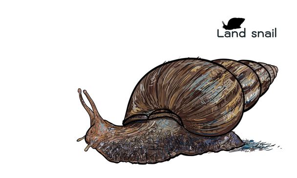 Crawling land snails - Vector, Image