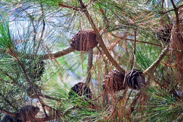 Pine branches with cones and pine needles against the sky - Photo, Image
