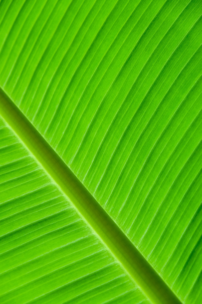 Banana leaf background with lines - Fotoğraf, Görsel