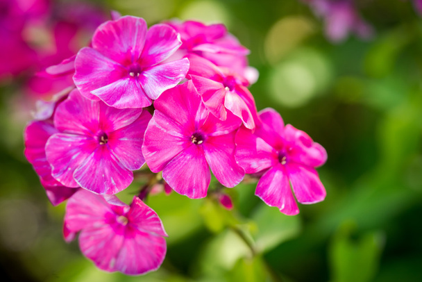 Flores rosadas brillantes del "Phlox del jardín" (o Phlox perenne
) - Foto, imagen