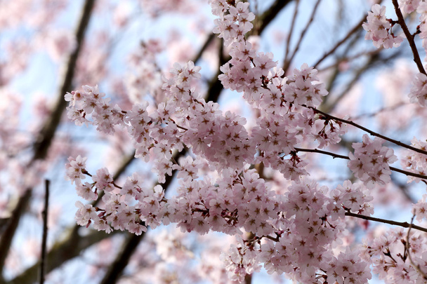 Fleur Sakura ou fleurs de cerisier
. - Photo, image