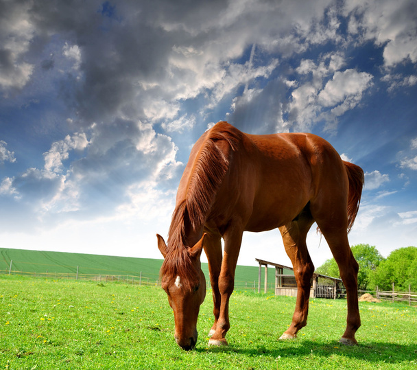 kůň na louce - Fotografie, Obrázek
