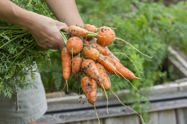 Holding harvested carrots. - Fotografie, Obrázek