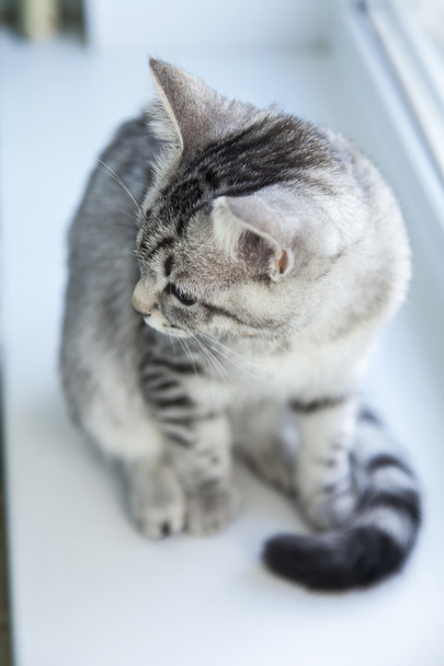 The gray cat sits on a window sill - Zdjęcie, obraz