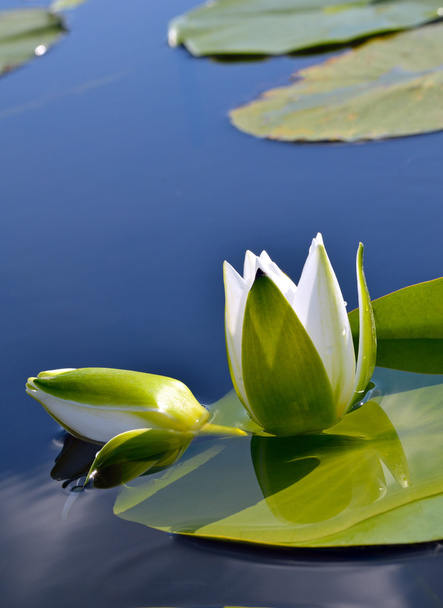 White lily against the blue water and green leaves - Photo, image