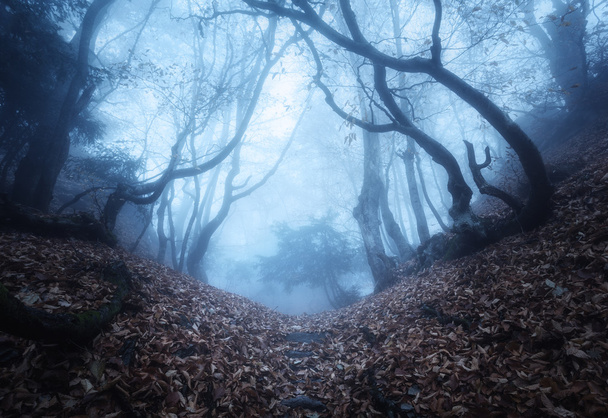 Trail through a mysterious dark old forest in fog. Autumn - Photo, Image