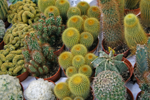 Series of pungent cactus for sale in a greenhouse - Photo, Image