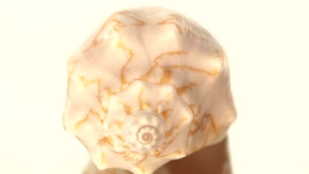 Meeresmuschel isoliert auf Weiß, Rotation, Reflexion, Nahaufnahme - Filmmaterial, Video