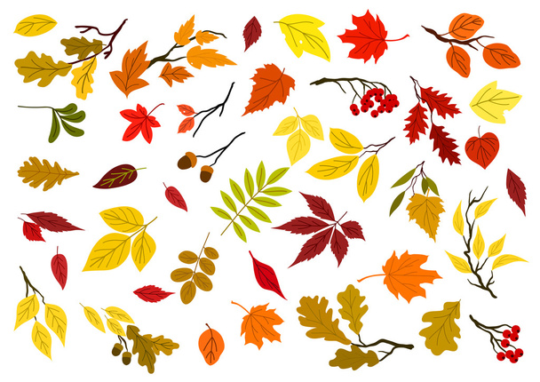 Autumn leaves, acorns and tree branches - Vector, Image
