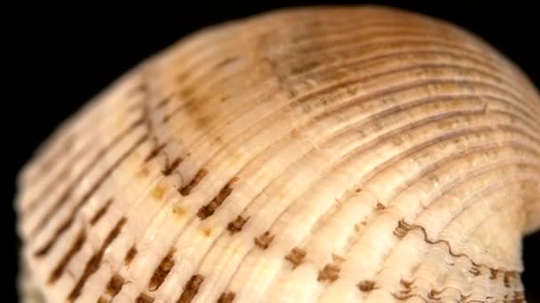 Colorful sea shell isolated on a black, close up, rotation - Footage, Video