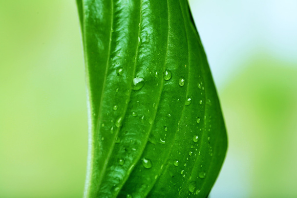 Fresh green leaf with drops - Photo, image