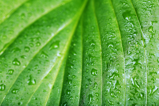 Fresh green leaf with drops - Foto, immagini