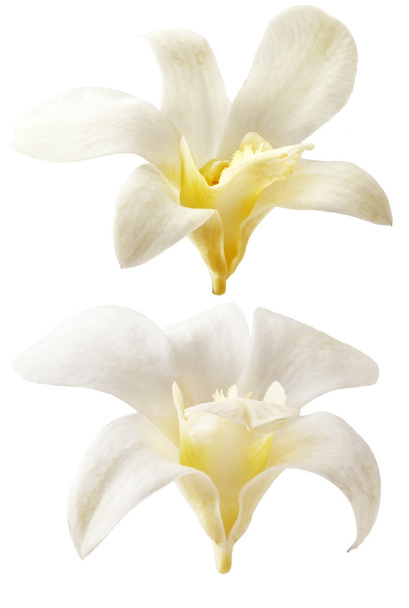 Flores de vainilla sobre fondo blanco. Flor de vanila aromática, fresca, amarilla y blanca
. - Foto, imagen