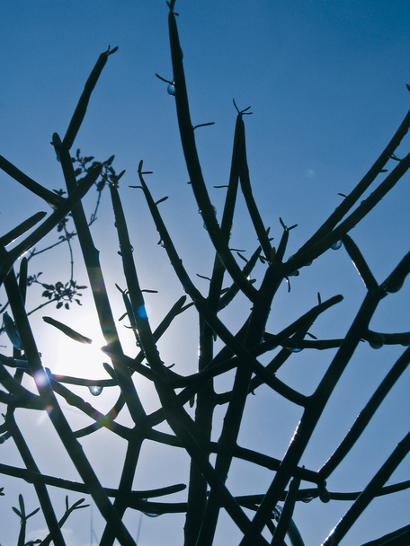 Wassertropfen auf Bleistiftkaktuspflanze, Euphorbia tirucalli - Foto, Bild