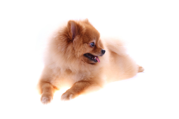 hnědý špicl pes izolovaných na bílém pozadí, roztomilé zvířátko - Fotografie, Obrázek