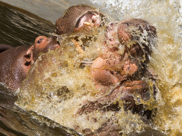 Dois hipopótamos de combate (Hippopopotamus amphibius
) - Foto, Imagem