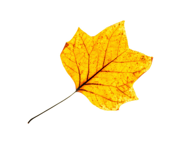 ізольований оранжевий осінній лист
 - Фото, зображення