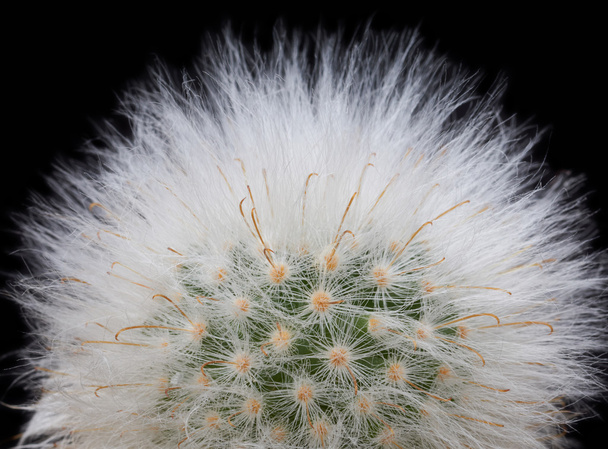 Kaktus. Mammillaria bocasana f.multilanata - Fotografie, Obrázek