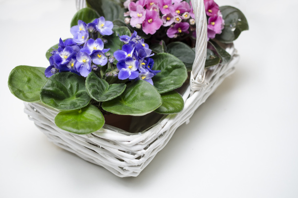 basket with violets isolated on a white - Photo, Image