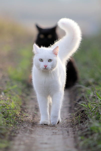 beyaz ve siyah kediler - Fotoğraf, Görsel