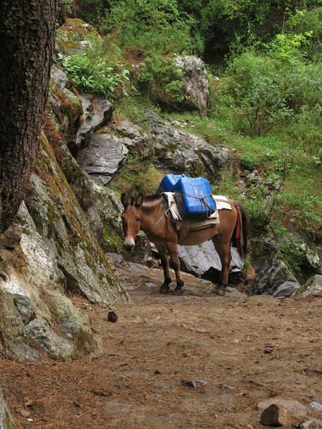 Muuli kuljettaa tavaroita Nepalissa
 - Valokuva, kuva