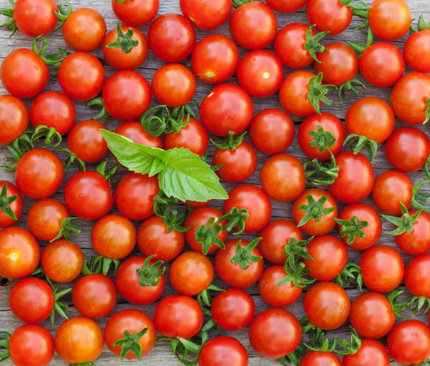 Tomates cereja maduros e manjericão
 - Foto, Imagem