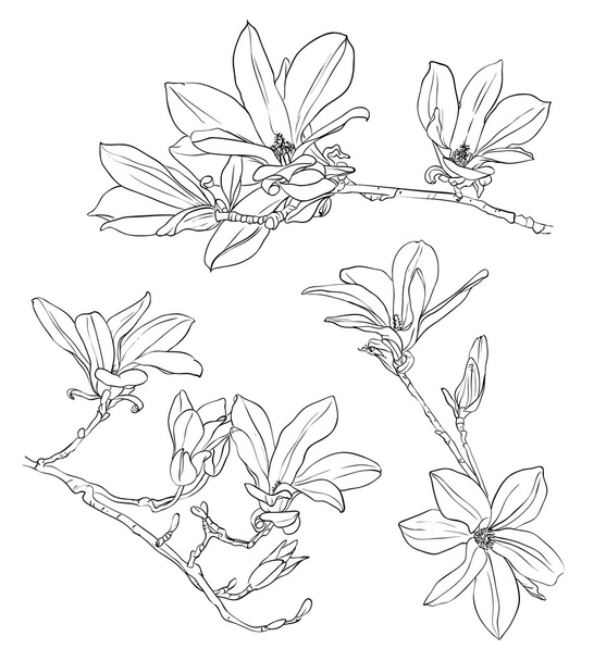 Hand drawn realistic magnolia drawing set - Vector, Image