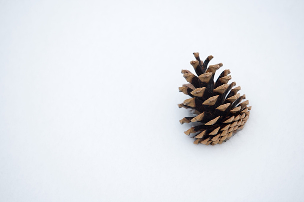Cône de pin dans la neige
 - Photo, image