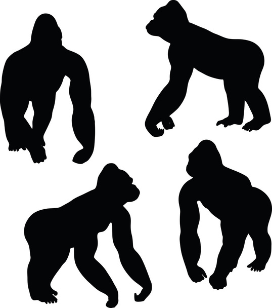 gorilla silhouette - Vector, Image