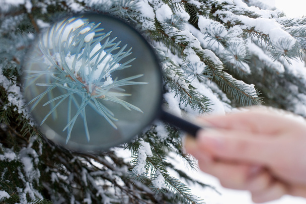 person holding a magnifying glass next to a fir tree - Photo, Image