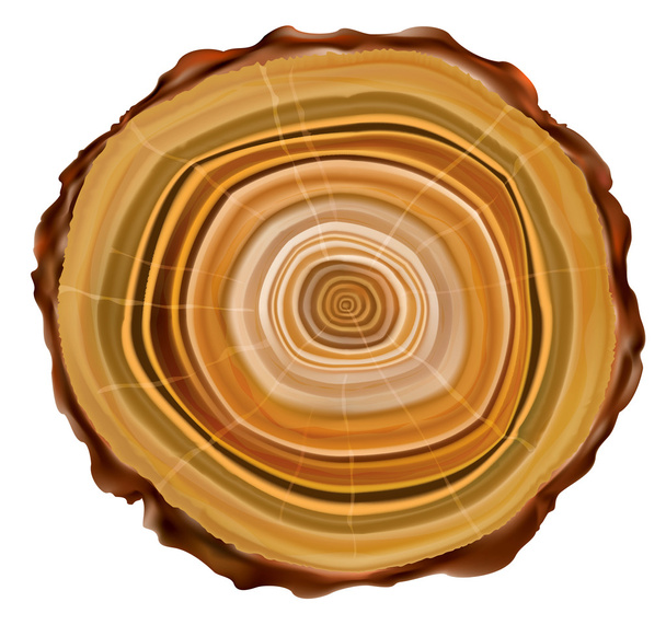 Tree rings - Vector, Image