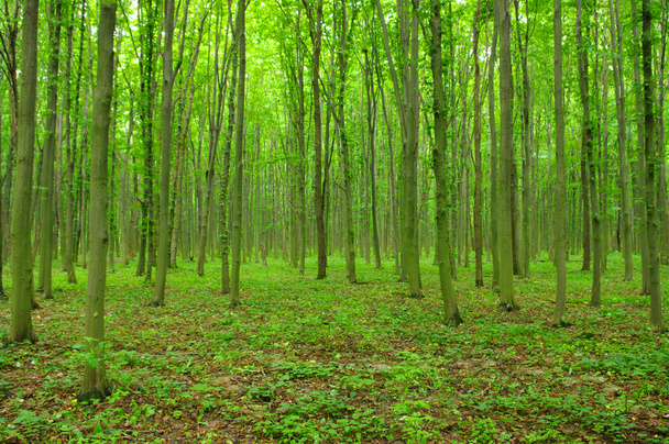 Vihreä metsä
 - Valokuva, kuva