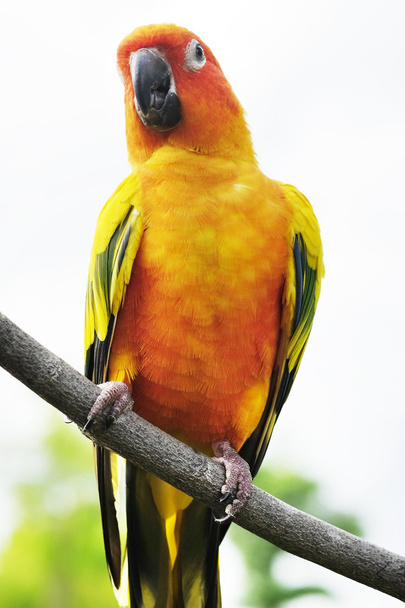 Lovely Sun Conure parrot on the branch - Photo, Image
