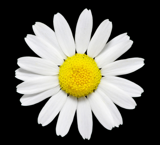 Daisy flower - Foto, afbeelding