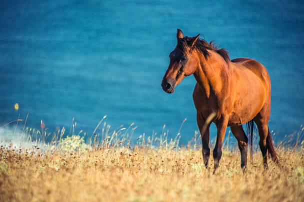 Wild horse in front of the sea at sunrise - Photo, Image
