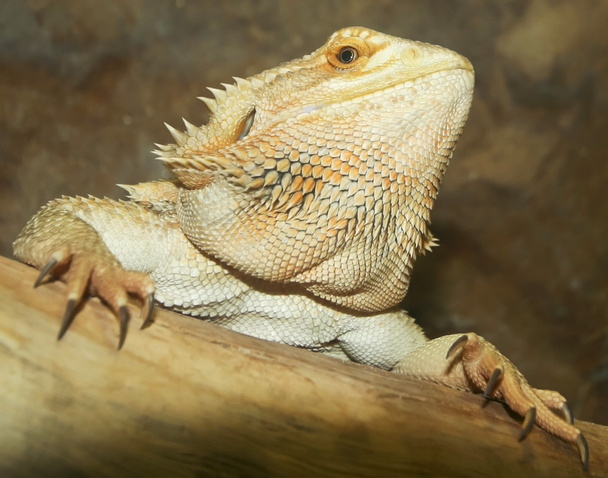 Um close up de um dragão barbudo
 - Foto, Imagem