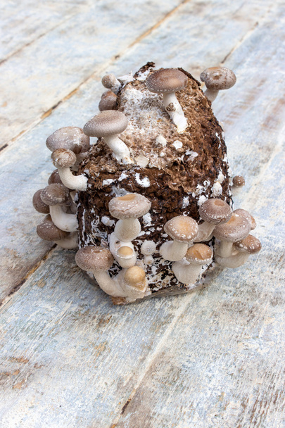 mushroom - Photo, Image