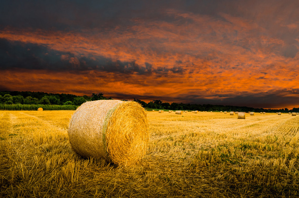 Hay bales on the field - Photo, Image