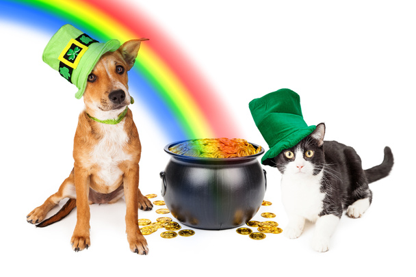 Katze und Hund mit irischen St. Patrick 's Day Hüten - Foto, Bild