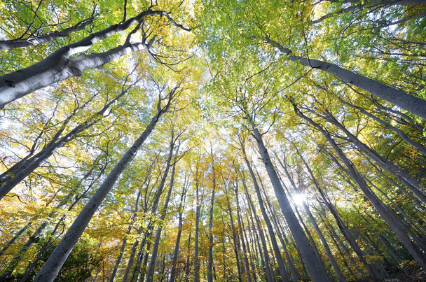 Буковые леса
 - Фото, изображение