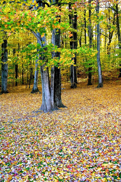 Jesień w lesie - Zdjęcie, obraz