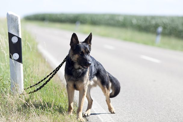 cão sem-teto deixar sozinho na rua à espera de abrigo animal
 - Foto, Imagem