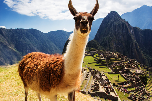 Лами в Мачу-Пікчу, Інків руїни в перуанських Андах в Куско, Перу - Фото, зображення