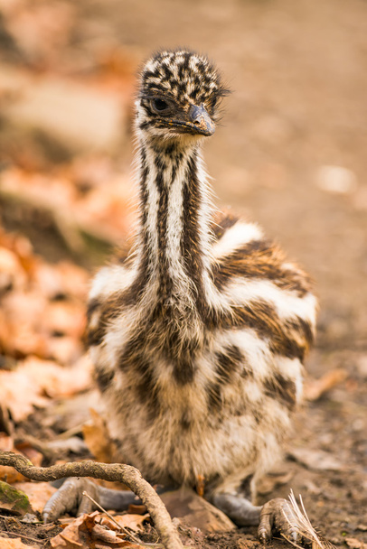 Австралійський Emu дитини
 - Фото, зображення