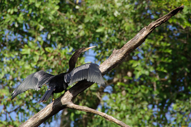 Cormorant in Guatemala - Photo, Image