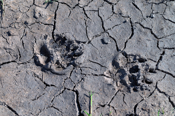 Predator footprints - Photo, Image