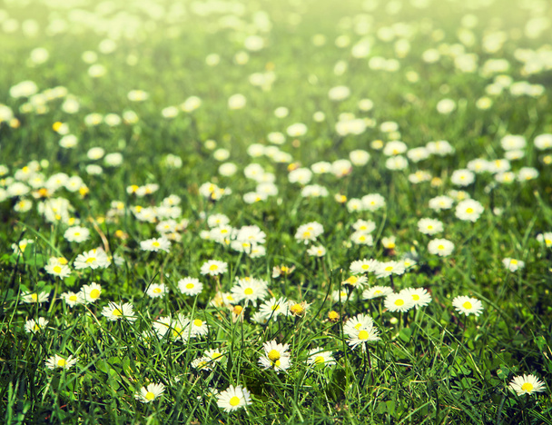Kamomillasato kukkia auringonpaisteessa
 - Valokuva, kuva