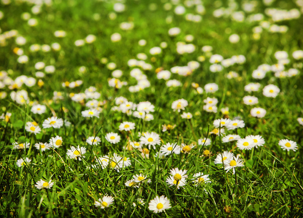 Поле квітів ромашок на сонці
 - Фото, зображення