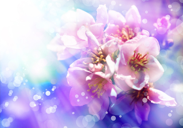 Fundo de primavera com flor de macieira
 - Foto, Imagem